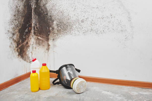 Best Same-Day Mold Removal  in Highland Falls, NY